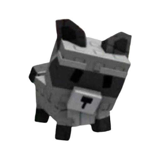 Racoon